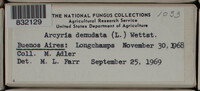 Arcyria denudata image